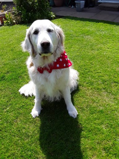 Large bandanas - £ 6.50